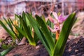 Flower bed in garden. Beautiful spring flowers closeup. Pink Hyacinth Latin: Hyacinthus. Soft selective focus Royalty Free Stock Photo