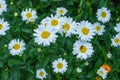 A flower bed with garden daisies Royalty Free Stock Photo