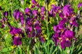 Flower bed in the garden. Dark lilac Irises aka Cockerel, aka Irideae flowers closeup