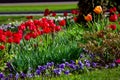 Flower bed in the garden with flowers red tulips and pansies. Royalty Free Stock Photo