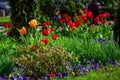 Flower bed in the garden with flowers red tulips and pansies. Royalty Free Stock Photo