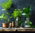 flower bed in a garden. plants in pots Royalty Free Stock Photo