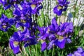 Flower bed in the garden. Violet Irises aka Cockerel, aka Irideae flowers closeup Royalty Free Stock Photo