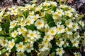 A flower bed of gentle yellow primrose flowers in natural habitat in the forest close up