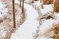 Flower bed with grass and trimmed bushes under snow in winter in the garden Royalty Free Stock Photo