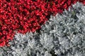 A flower bed of gray and red colors Royalty Free Stock Photo