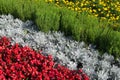 A flower bed of gray and red colors Royalty Free Stock Photo