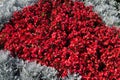 A flower bed of gray and red colors Royalty Free Stock Photo