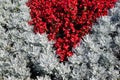 A flower bed of gray and red colors Royalty Free Stock Photo