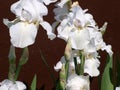 White Iris Bloom On Maroon Background Royalty Free Stock Photo