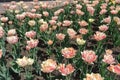 Flowerbed with light pink double tulips in April Royalty Free Stock Photo