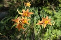 Flower bed with lilies. Lilies in the garden