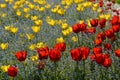 Flower bed with a lot of red and yellow tulips Royalty Free Stock Photo