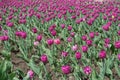 Flower bed with lots of magenta-colored flowers of tulips