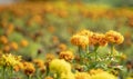 Flower bed of Marygold flowers, orange and yellow Royalty Free Stock Photo