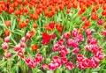 Flower bed of multi color tulips. Royalty Free Stock Photo