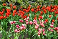 Flower bed of multi color tulips. Royalty Free Stock Photo