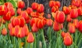 Flower bed of multi color tulips. Royalty Free Stock Photo