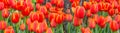 Flower bed of multi color tulips. Royalty Free Stock Photo