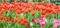 Flower bed of multi color tulips. Royalty Free Stock Photo