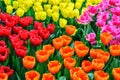 Flower bed with multicolor tulips Royalty Free Stock Photo