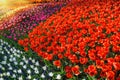 Flower bed with multicolor tulips Royalty Free Stock Photo