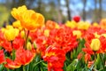 Flower bed of multicolor tulips. Nature background Royalty Free Stock Photo