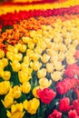 Flower bed of multicolor tulips Royalty Free Stock Photo