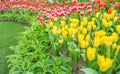 Flower bed of multicolor tulips at summer. Royalty Free Stock Photo