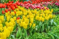 Flower bed of multicolor tulips at summer. Royalty Free Stock Photo