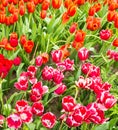 Flower bed of multicolor tulips at summer. Royalty Free Stock Photo