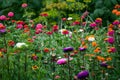 Flower Bed with multicolored Zinnia flowers and asters