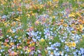 Flower bed at Naka river