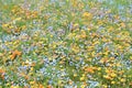 Flower bed at Naka river, Izu