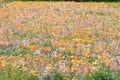 Flower bed at Naka river, Izu