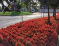 Flower bed near the roadway