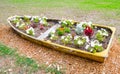 Flower bed in old fishing boat. Royalty Free Stock Photo