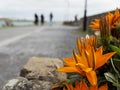 Flower bed with orange color flowers in focus in foreground. Town scene with people walking by a river out of focus in the Royalty Free Stock Photo