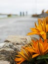 Flower bed with orange color flowers in focus in foreground. Town scene with people walking by a river out of focus in the Royalty Free Stock Photo