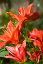A flower bed of orange lillies Royalty Free Stock Photo