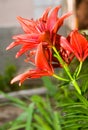 A flower bed of orange lillies Royalty Free Stock Photo