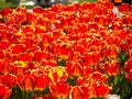 A field of the orange-red tulips Royalty Free Stock Photo