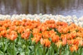 Orange tulips flower bed in the park at Keukenhof Royalty Free Stock Photo