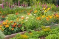 flower bed overflowing with colorful blooms and vegetable garden brimming with bounty Royalty Free Stock Photo