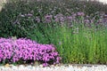 Flower bed with perennials aster and tall verbena or pretty verbena