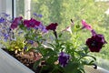 Flower bed with petunia and lobelia. Balcony garden with blooming potted plants Royalty Free Stock Photo