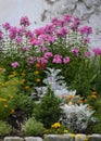 Flower bed with phlox on the background of an old plastered wall Royalty Free Stock Photo