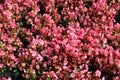 flower bed of pink begonia in natural light