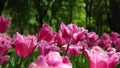 A flower bed of pink tulips grows in the park. Bulb flower bud close up. Blooming spring flower in the botanical garden. Royalty Free Stock Photo