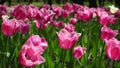 A flower bed of pink tulips grows in the park. Bulb flower bud close up. Blooming spring flower in the botanical garden. Royalty Free Stock Photo